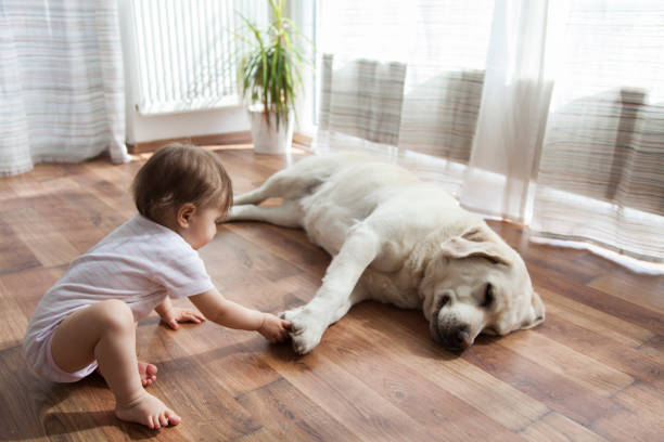 Pet friendly carpet | Carpet Outlet Plus