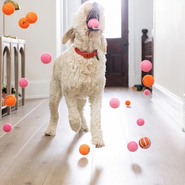 Pet friendly flooring | Carpet Outlet Plus
