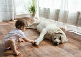 the-top-flooring-options-for-pet-owners-1